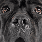 Advanced Cane Corso Training: Enhance Protective Instincts