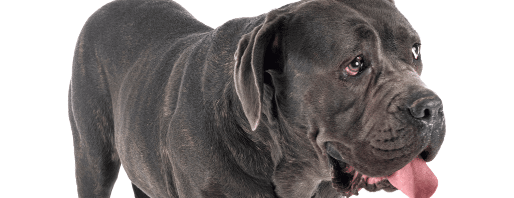 Cane Corso Obedience