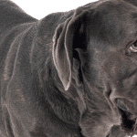 Cane Corso Obedience