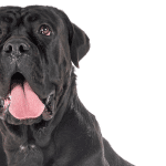 Mastering Cane Corso Obedience A Step-by-Step Guide for New Owners