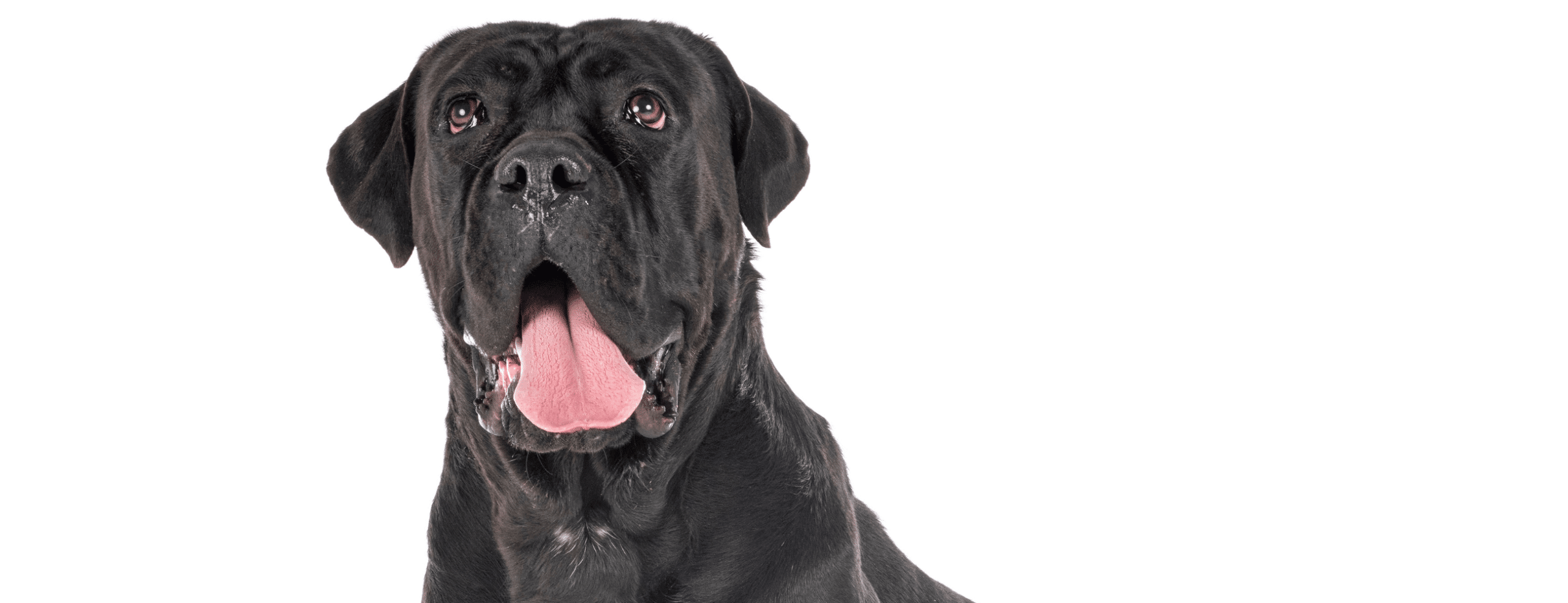 Mastering Cane Corso Obedience A Step-by-Step Guide for New Owners