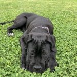 Cane Corso training