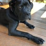 Cane Corso - Italian Mastiff