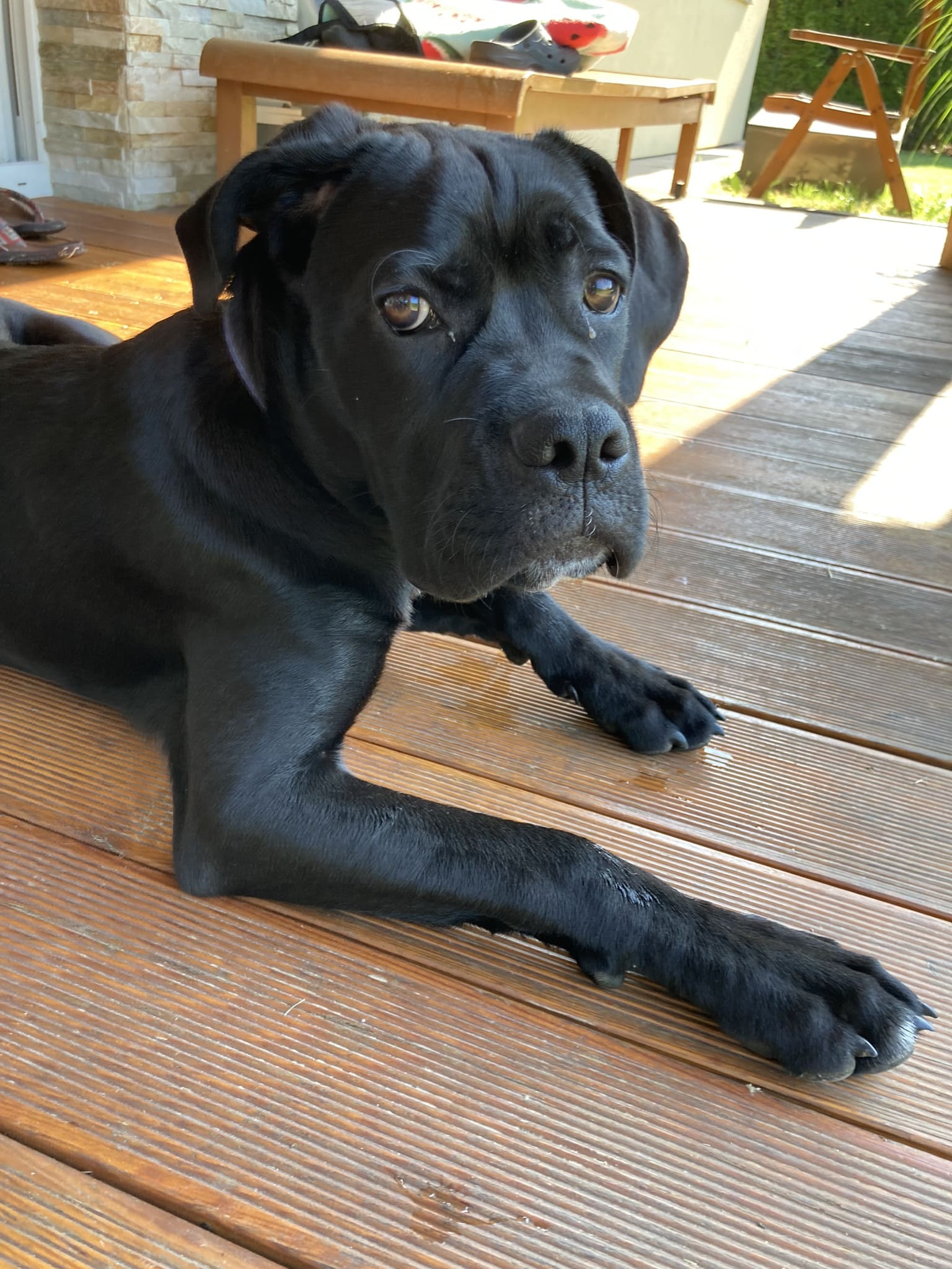 Cane Corso - Italian Mastiff