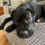 cane corso mastiff kona on bed