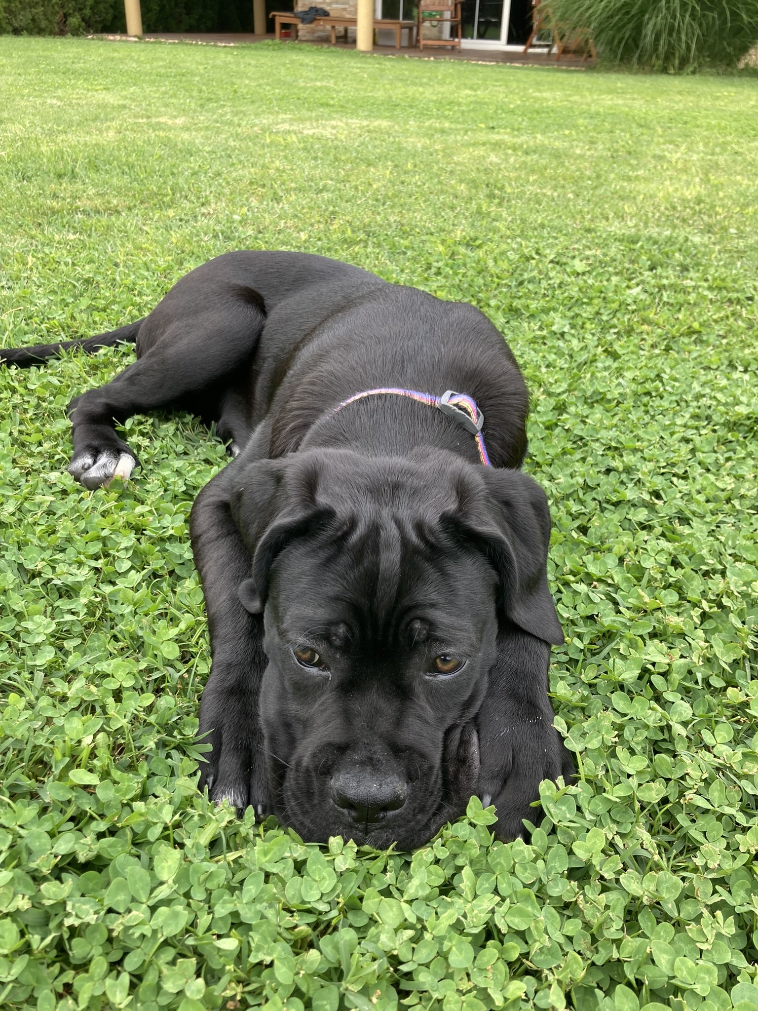 Cane Corso training