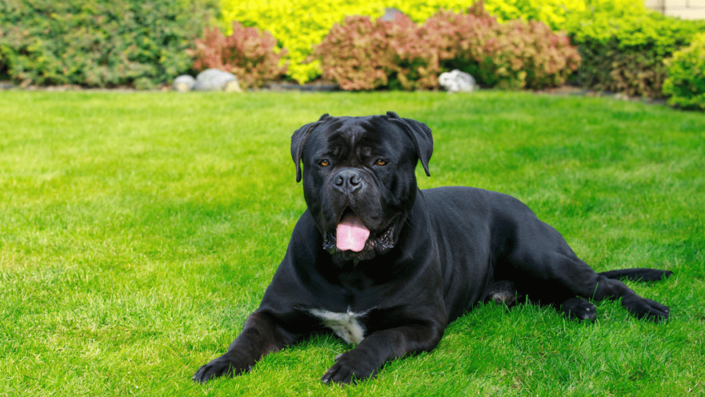 Best Dog Food for Cane Corso Top Picks & Feeding Guide 2025