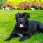 Best Dog Food for Cane Corso Top Picks & Feeding Guide 2025