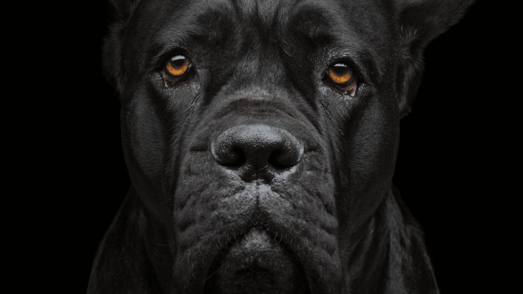 Cane Corso Lifespan Insights - 5 Factors That Affect Their Longevity