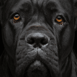 Cane Corso Lifespan Insights - 5 Factors That Affect Their Longevity
