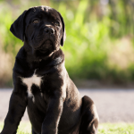 Cane Corso Weight Management
