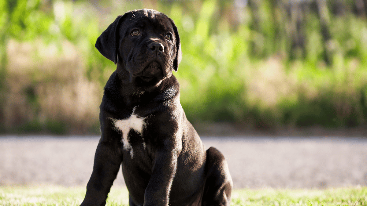 Cane Corso Weight Management