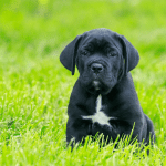 Feeding Puppies vs. Adult Cane Corsos (1)