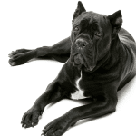 Feeding Puppies vs. Adult Cane Corsos