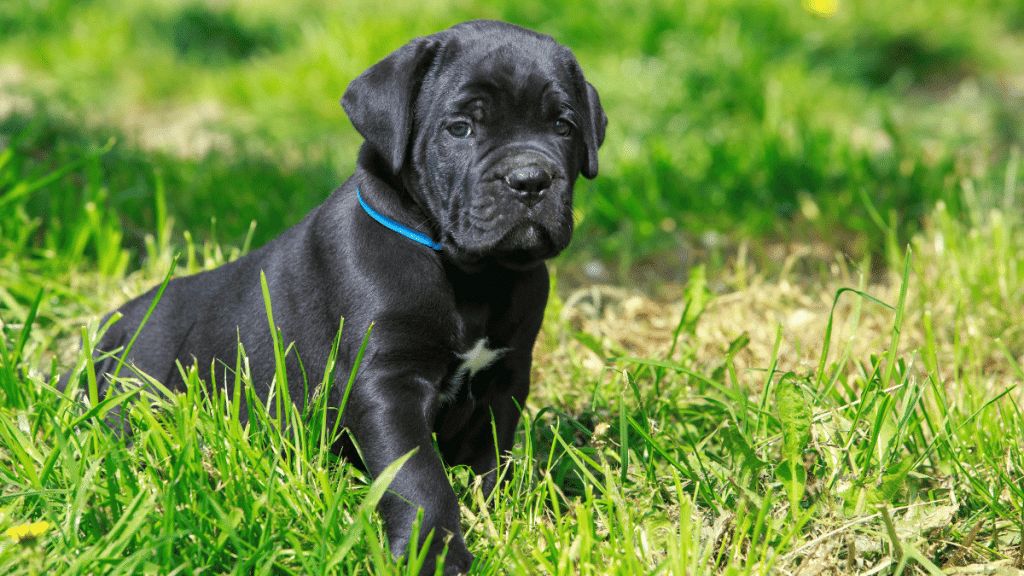 The Ultimate Cane Corso Feeding Guide Best Food & Diet Tips