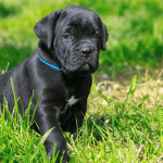 The Ultimate Cane Corso Feeding Guide Best Food & Diet Tips