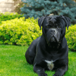 Why Raw is the Best Food for Your Cane Corso