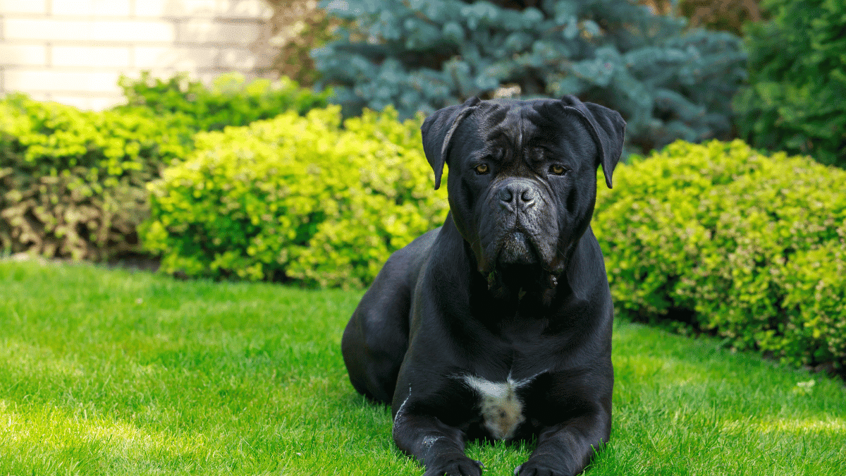 Why Raw is the Best Food for Your Cane Corso