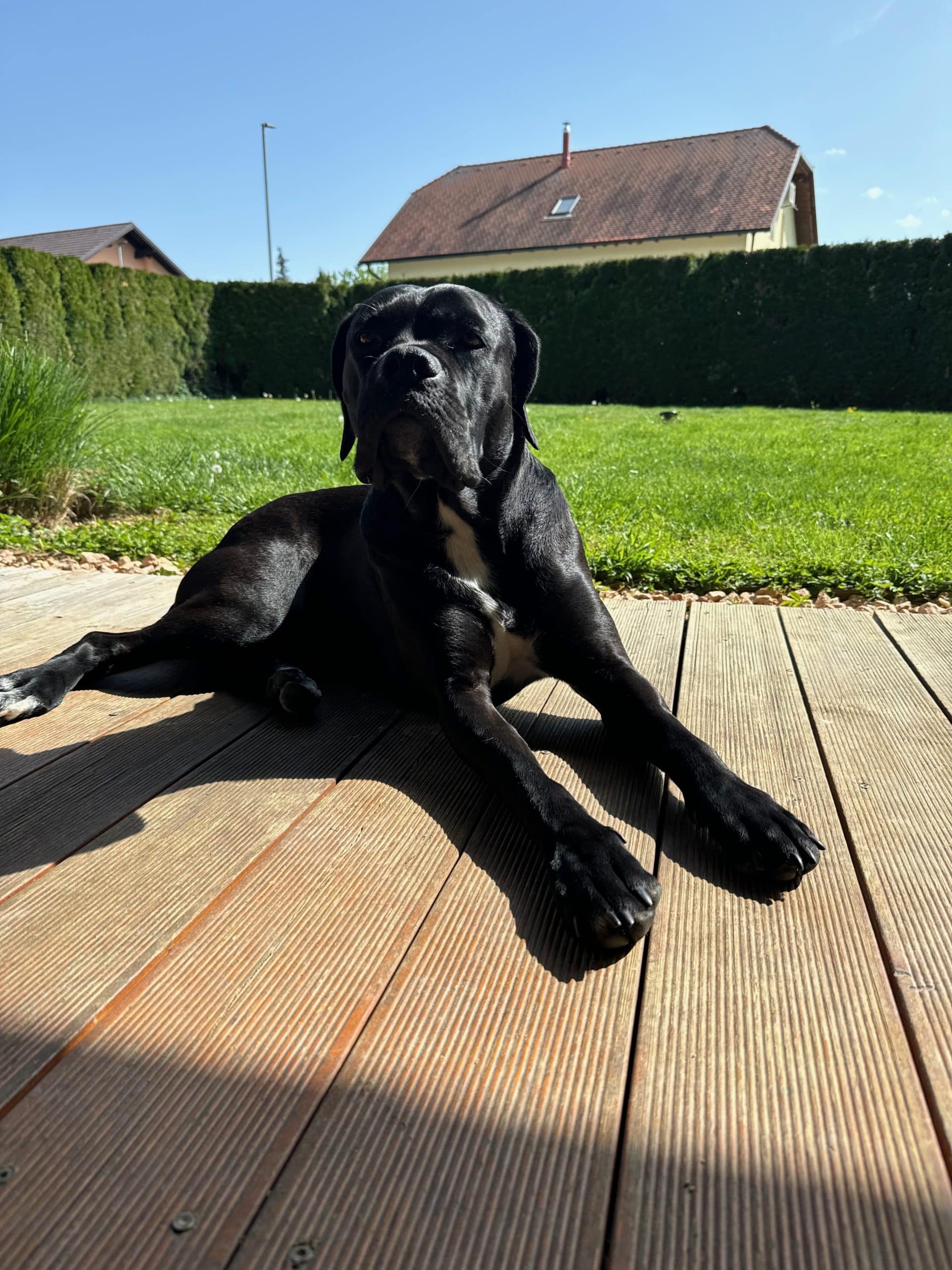 Cane Corso Chilling on Balcony and Bathing in the Sun