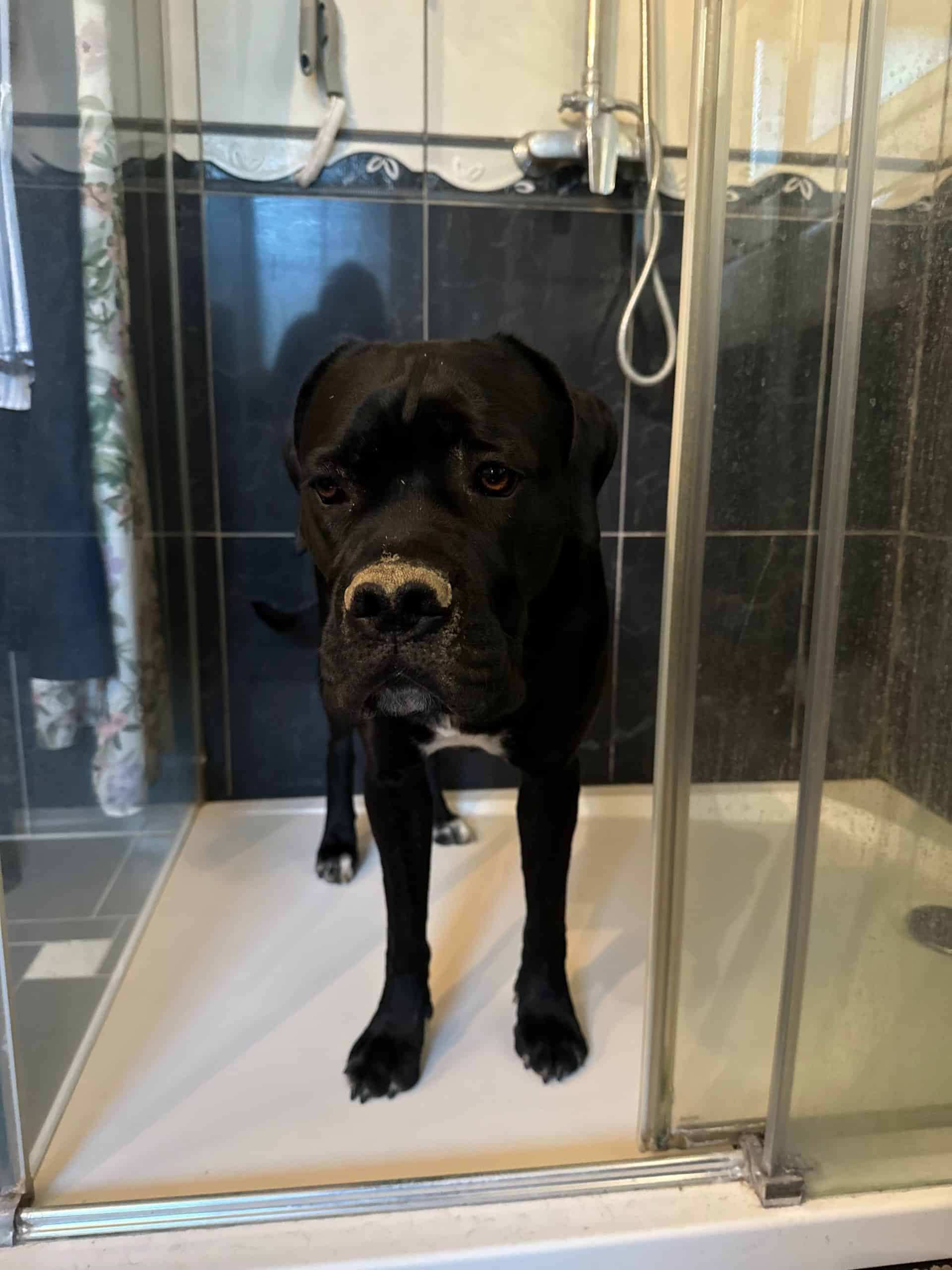 Cane Corso Taking a Shower